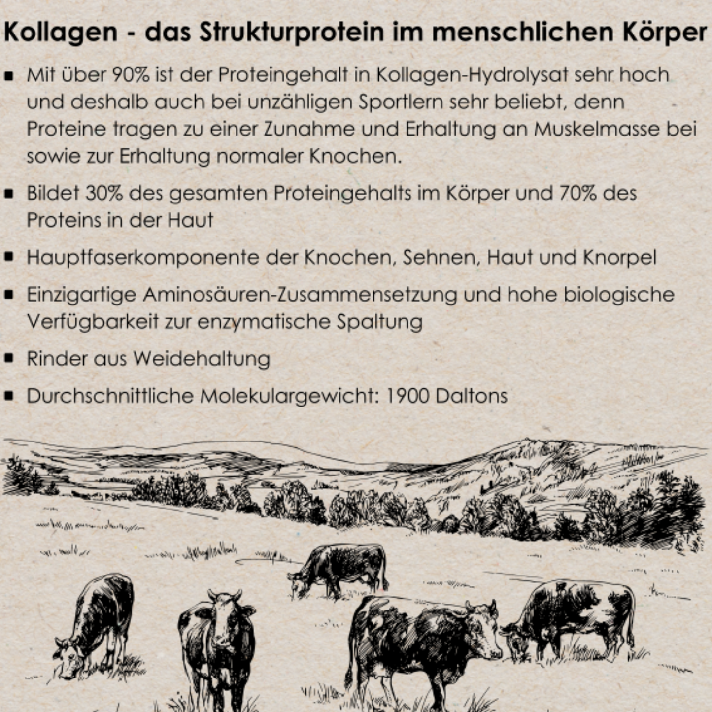 Informationsgrafik über Kollagen als Strukturprotein im menschlichen Körper. Enthält Text über die Bedeutung von Kollagen für Knochen, Haut, Sehnen, Knorpel und Muskelmasse sowie Angaben zur Herkunft aus Weidehaltung und Molekulargewicht. Im unteren Bildbereich schwarz-weiße Illustration mit grasenden Rindern in einer hügeligen Landschaft