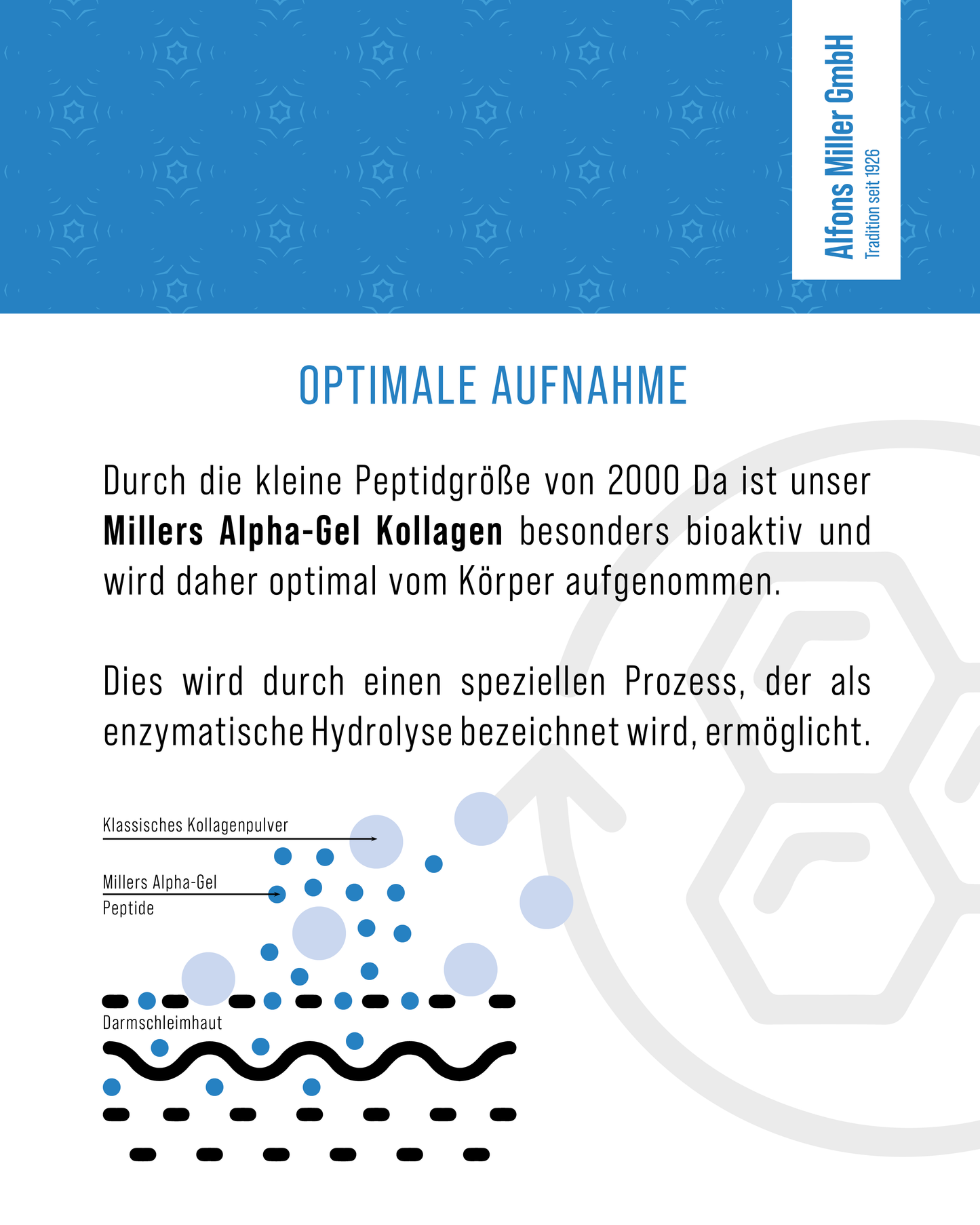 Infografik zur optimalen Aufnahme von Millers Alpha-Gel Kollagen. Text beschreibt, dass die kleine Peptidgröße von 2000 Dalton eine besonders hohe Bioverfügbarkeit ermöglicht. Die enzymatische Hydrolyse sorgt für bessere Aufnahme im Körper. Unten eine schematische Grafik zeigt: klassische Kollagenpulver bleiben außerhalb der Darmschleimhaut, während Millers Alpha-Gel Peptide besser eindringen