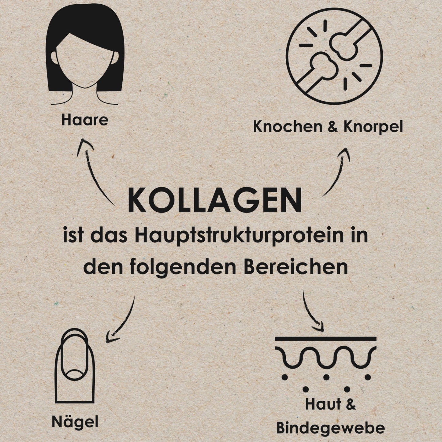Grafik mit der Aufschrift ‚Kollagen ist das Hauptstrukturprotein in den folgenden Bereichen‘, ergänzt durch Icons für Haare, Haut & Bindegewebe, Nägel sowie Knochen & Knorpel